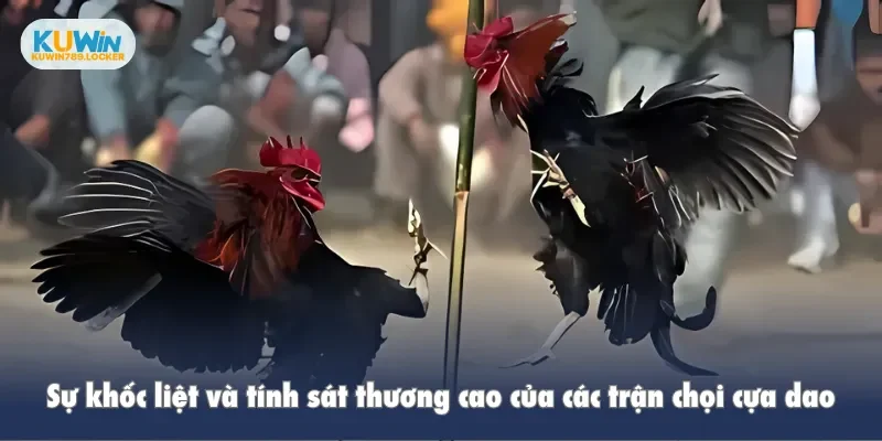 Đá Gà Kuwin Sự khốc liệt và tính sát thương cao của các trận chọi cựa dao
