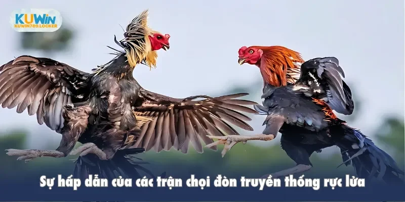 Đá Gà Kuwin Sự hấp dẫn của các trận chọi đòn truyền thống rực lửa