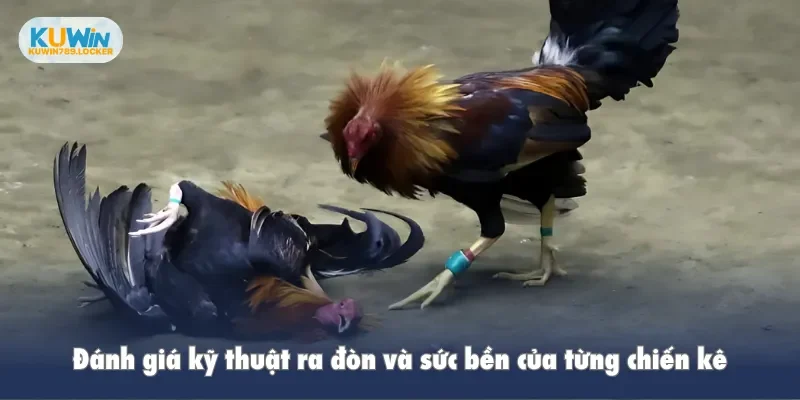 Đá Gà Kuwin Đánh giá kỹ thuật ra đòn và sức bền của từng chiến kê